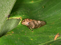 Cephisus siccifolius