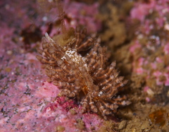Eubranchus vittatus