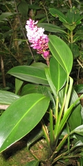 Elleanthus glaucophyllus