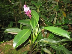 Elleanthus glaucophyllus