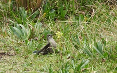 Oreotrochilus chimborazo