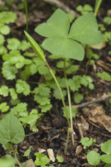 Oxalis obtriangulata