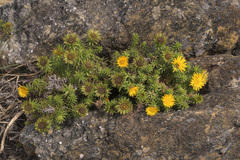 Oedera imbricata