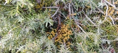Arceuthobium oxycedri