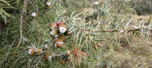 Cade juniper (Juniperus oxycedrus)