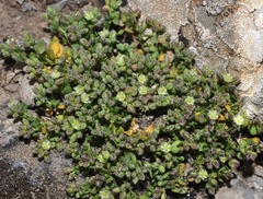 Polycarpon polycarpoides herniarioides