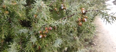 Juniperus oxycedrus