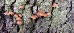 Basidiomycota