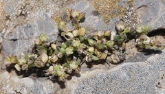 Polycarpon polycarpoides herniarioides