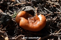 Calocybe carnea