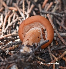 Calocybe carnea