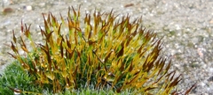 Grimmia pulvinata