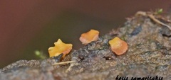 Calycina parilis