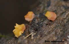 Calycina parilis
