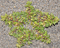 Polycarpon tetraphyllum diphyllum