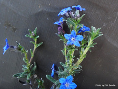 Glandora diffusa