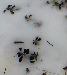 Arctostaphylos uva-ursi