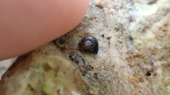 Oligolimax annularis