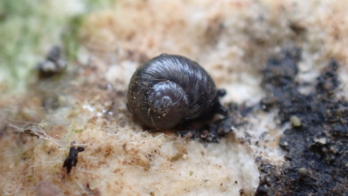 Semilimace globuleuse