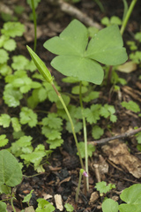 Oxalis obtriangulata