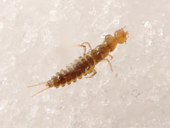 Nebriinae