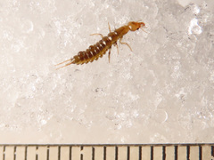 Nebriinae