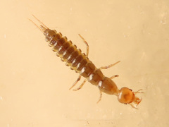 Nebriinae