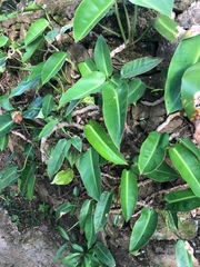 Philodendron renauxii