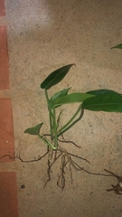 Philodendron renauxii