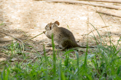 Arvicanthis niloticus