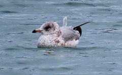 Larus delawarensis