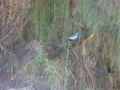 Setophaga nigrescens