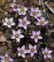 Rhodalsine geniculata