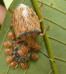 Antiteuchus macraspis
