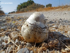 Chlorophyllum agaricoides