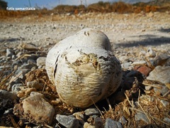 Chlorophyllum agaricoides