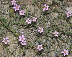 Rhodalsine geniculata