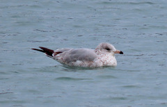 Larus delawarensis