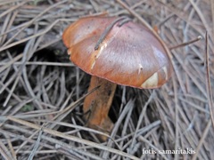 Chroogomphus helveticus