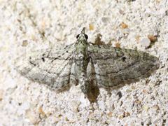 Eupithecia longidens