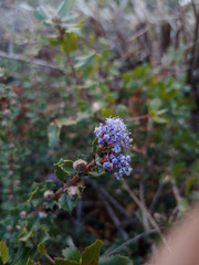 Ceanothus divergens