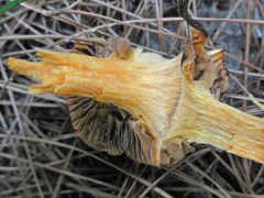 Chroogomphus helveticus