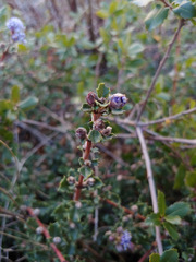 Ceanothus divergens