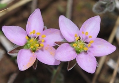 Rhodalsine geniculata