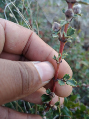 Ceanothus divergens
