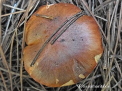 Chroogomphus helveticus