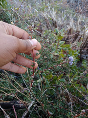 Ceanothus divergens