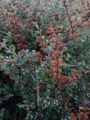 Ceanothus divergens