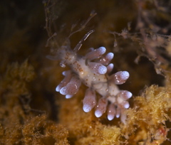 Eubranchus rupium