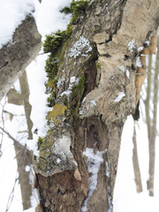 Biatora efflorescens